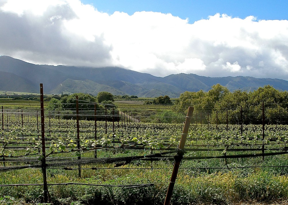 Soberanes Vineyard Photo